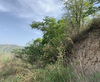 黃陵縣輸水工程項目臨時占用林地可行性報告現(xiàn)場勘察